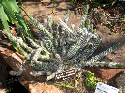 Euphorbia baioensis, in the United States Botanic Garden, Washington, DC, USA.