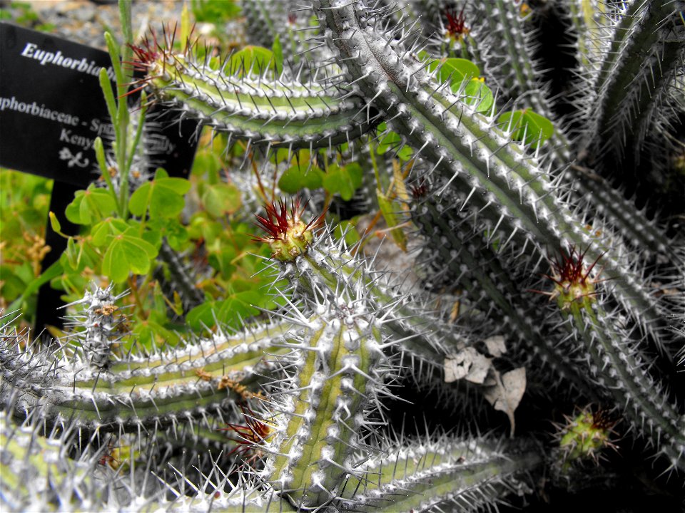 Euphorbia baioensis in the Mediterranean Garden at San Diego State University, California, USA.