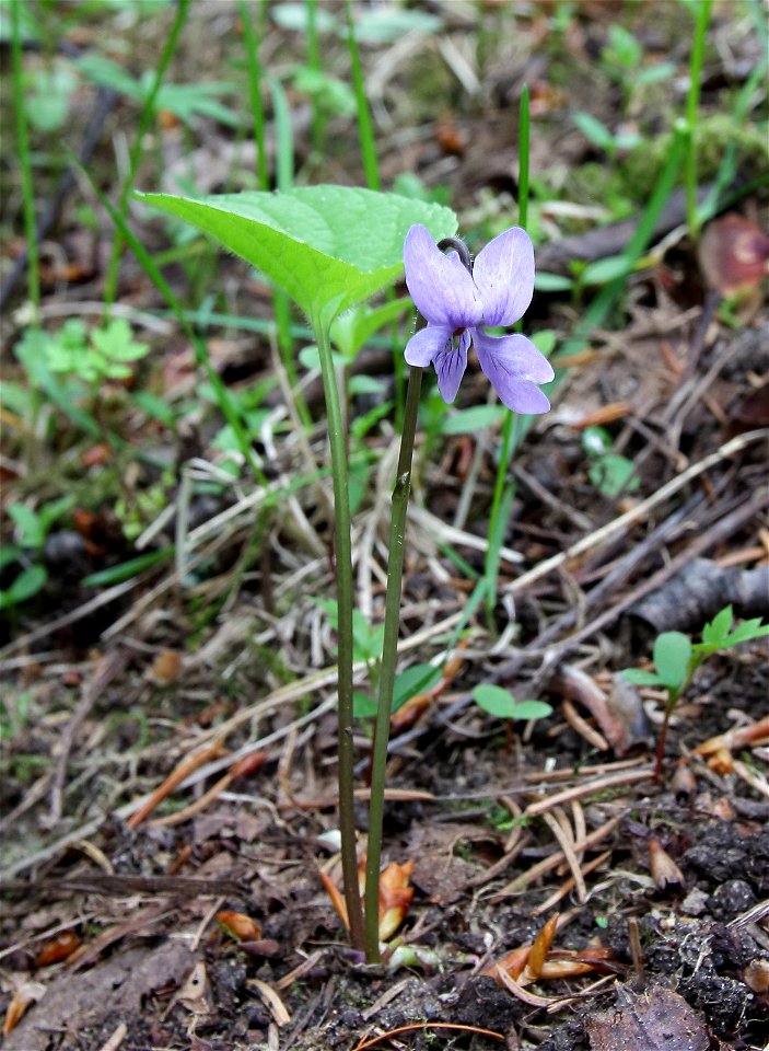 Viola epipsila Oulu, Finland 2014-06-04
