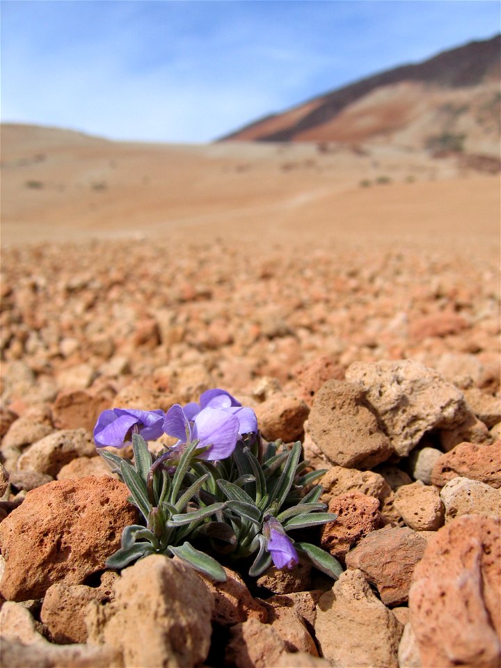 Viola cheiranthifolia growing between rocks at the foot of the Teide