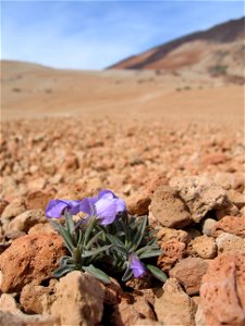 Viola cheiranthifolia growing between rocks at the foot of the Teide photo