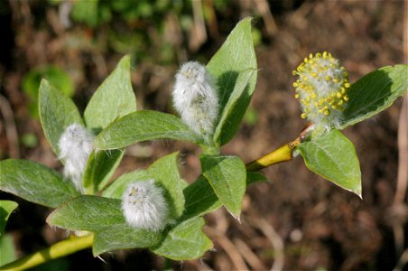 Salix hastata