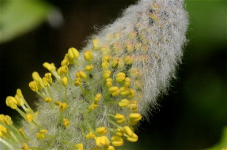 Salix hastata