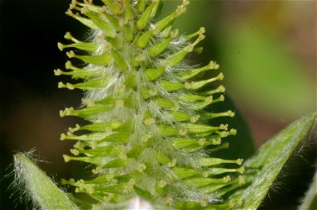 Salix hastata