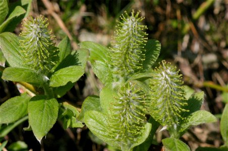 Salix hastata