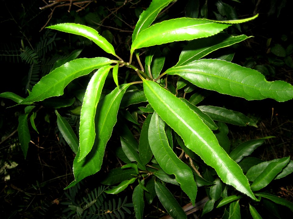 Foliage of Māhoe wao, Narrow-leaved Mahoe, Melicytus lanceolatus. Plant growing in forest at Wainuiomata, Wellington, New Zealand.