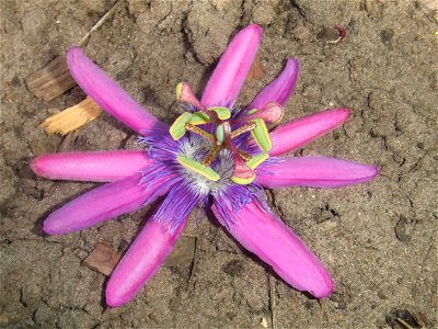 Passiflora loefgrenii, picture taken at the Passiflorahoeve in Harskamp, The Netherlands