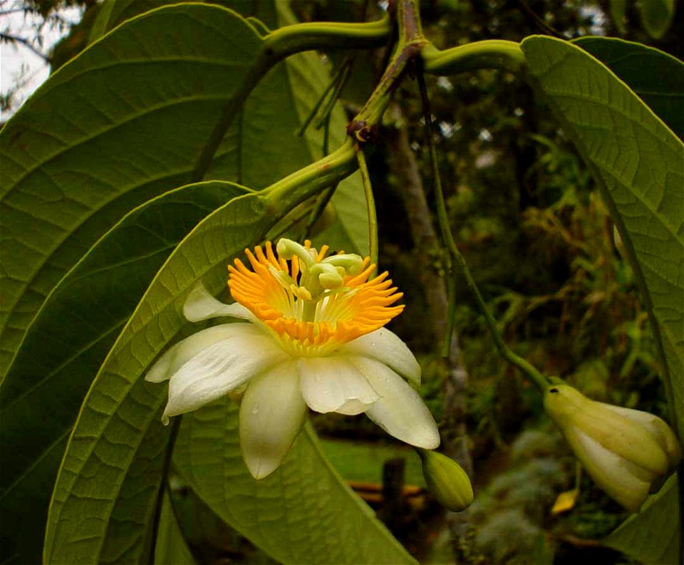 Passiflora arborea Spreng (Subgénero Astrophea), fotografía tomada en el Jardín Botánico de la Universidad de Caldas en Manizales (Colombia)