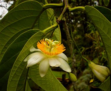 Passiflora arborea Spreng (Subgénero Astrophea), fotografía tomada en el Jardín Botánico de la Universidad de Caldas en Manizales (Colombia)