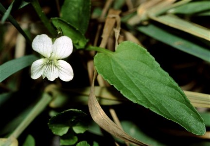 Viola stagnina

Photographed by myself in 1990, Unterfranken, Germany