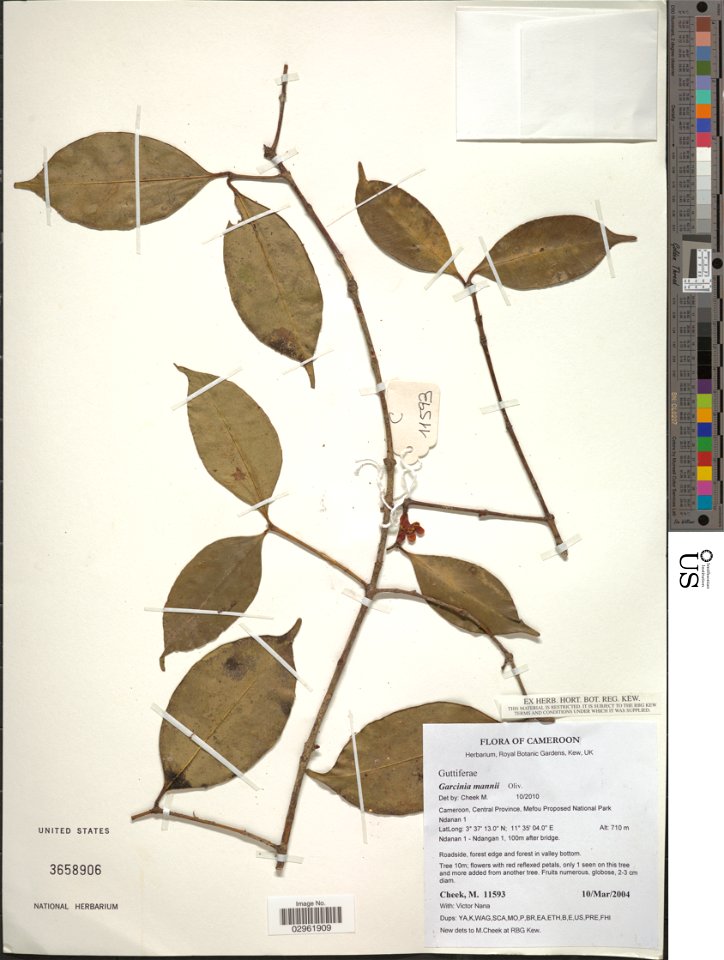 *Garcinia mannii Oliv.
Object Details
Biogeographical Region
23 - West-Central Tropical Africa
Collector
M. Cheek
Victor Nana
Min. Elevation
710
Record Last Modified
8 Jan 2019
Specimen Count
1
Collec