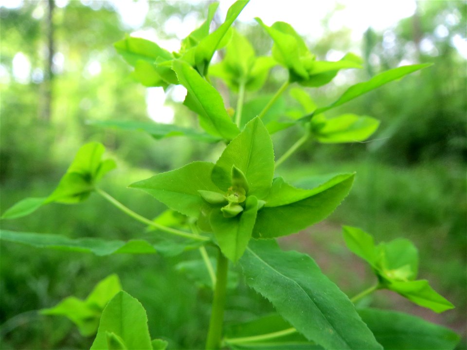 Süße Wolfsmilch (Euphorbia dulcis) im Naturschutzgebiet „Ketscher Rheininsel“