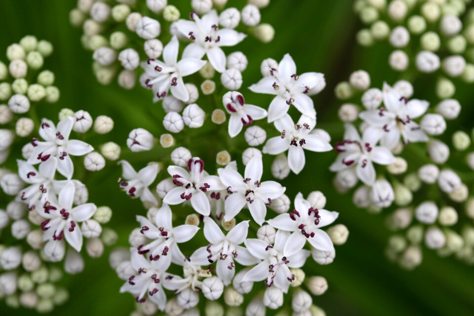 Bouquet nature spring