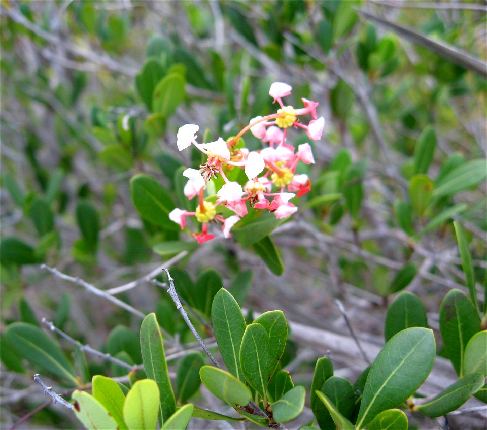 Byrsonima lucida, coastal limestone woodland at Big Pine Key, Florida.