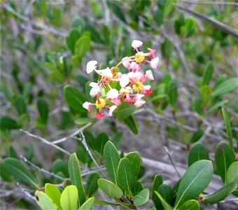 Byrsonima lucida, coastal limestone woodland at Big Pine Key, Florida.