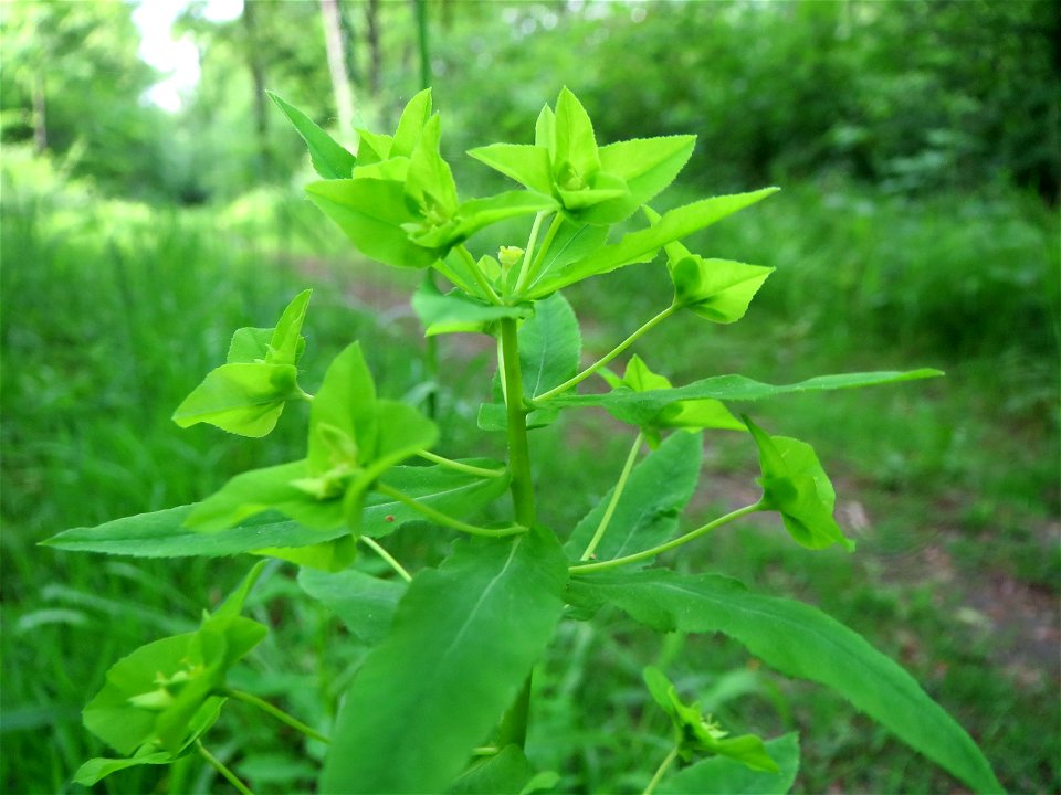 Süße Wolfsmilch (Euphorbia dulcis) im Naturschutzgebiet „Ketscher Rheininsel“