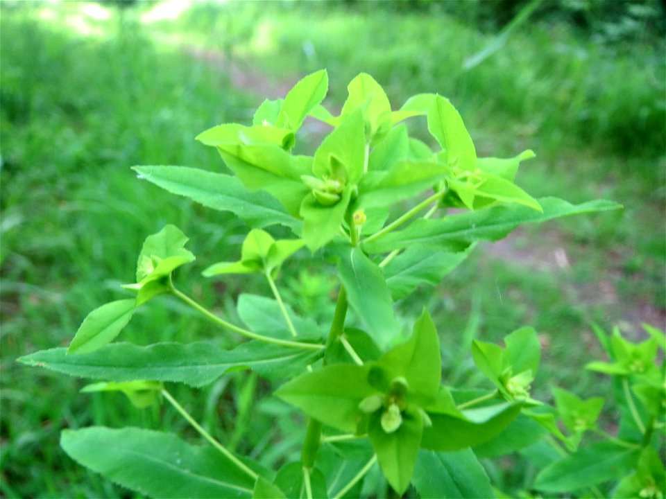 Süße Wolfsmilch (Euphorbia dulcis) im Naturschutzgebiet „Ketscher Rheininsel“