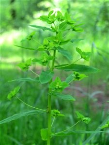 Süße Wolfsmilch (Euphorbia dulcis) im Naturschutzgebiet „Ketscher Rheininsel“