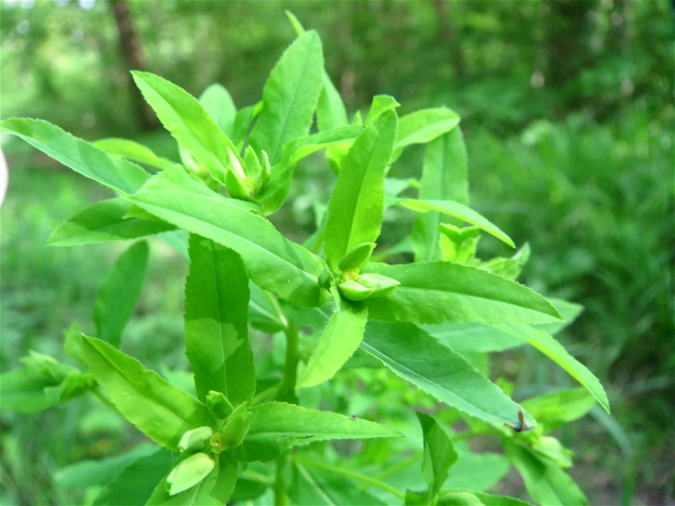 Süße Wolfsmilch (Euphorbia dulcis) im Naturschutzgebiet „Ketscher Rheininsel“
