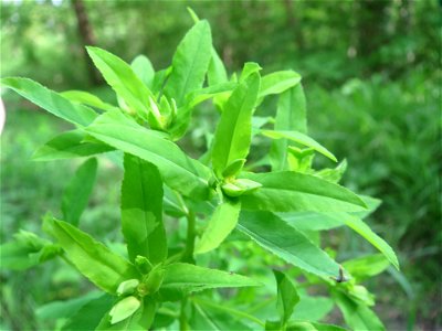 Süße Wolfsmilch (Euphorbia dulcis) im Naturschutzgebiet „Ketscher Rheininsel“
