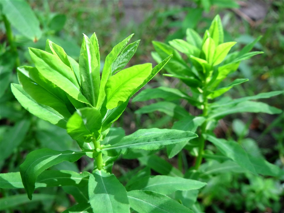 Süße Wolfsmilch (Euphorbia dulcis) im Naturschutzgebiet „Ketscher Rheininsel“