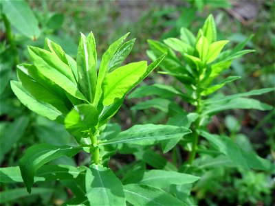 Süße Wolfsmilch (Euphorbia dulcis) im Naturschutzgebiet „Ketscher Rheininsel“