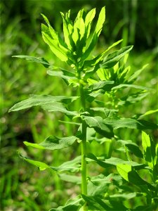 Süße Wolfsmilch (Euphorbia dulcis) im Naturschutzgebiet „Ketscher Rheininsel“