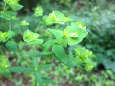 Süße Wolfsmilch (Euphorbia dulcis) im Naturschutzgebiet „Ketscher Rheininsel“