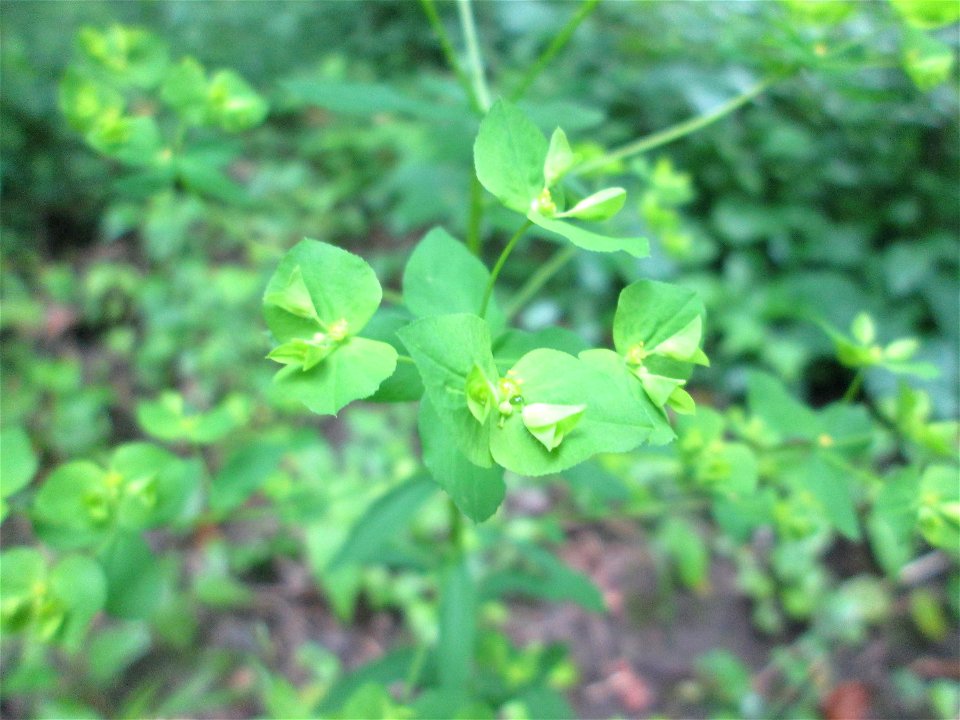 Süße Wolfsmilch (Euphorbia dulcis) im Naturschutzgebiet „Ketscher Rheininsel“