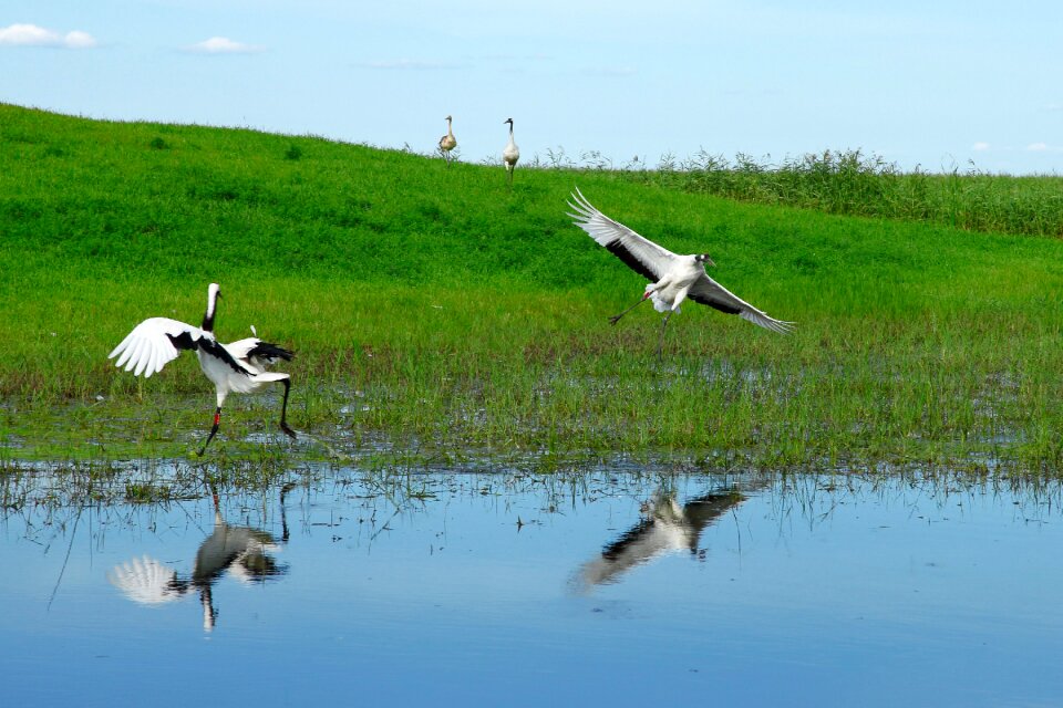 Wetlands crane red crowned crane