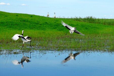 Wetlands crane red crowned crane photo