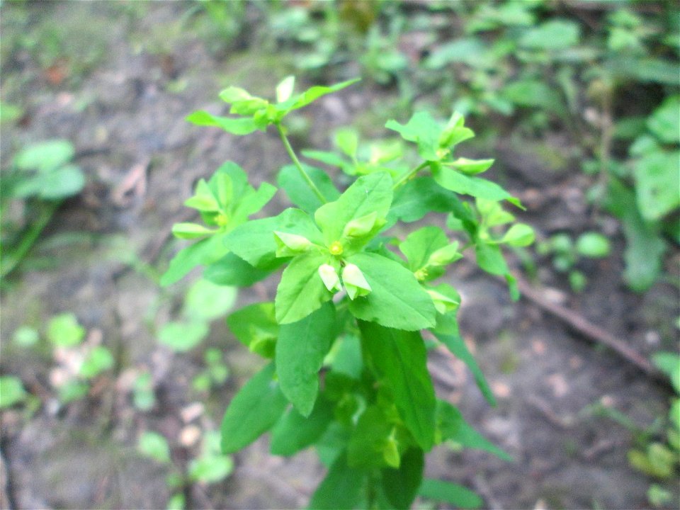 Süße Wolfsmilch (Euphorbia dulcis) im Naturschutzgebiet „Ketscher Rheininsel“