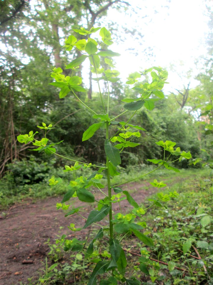 Süße Wolfsmilch (Euphorbia dulcis) im Naturschutzgebiet „Ketscher Rheininsel“