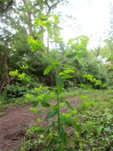 Süße Wolfsmilch (Euphorbia dulcis) im Naturschutzgebiet „Ketscher Rheininsel“