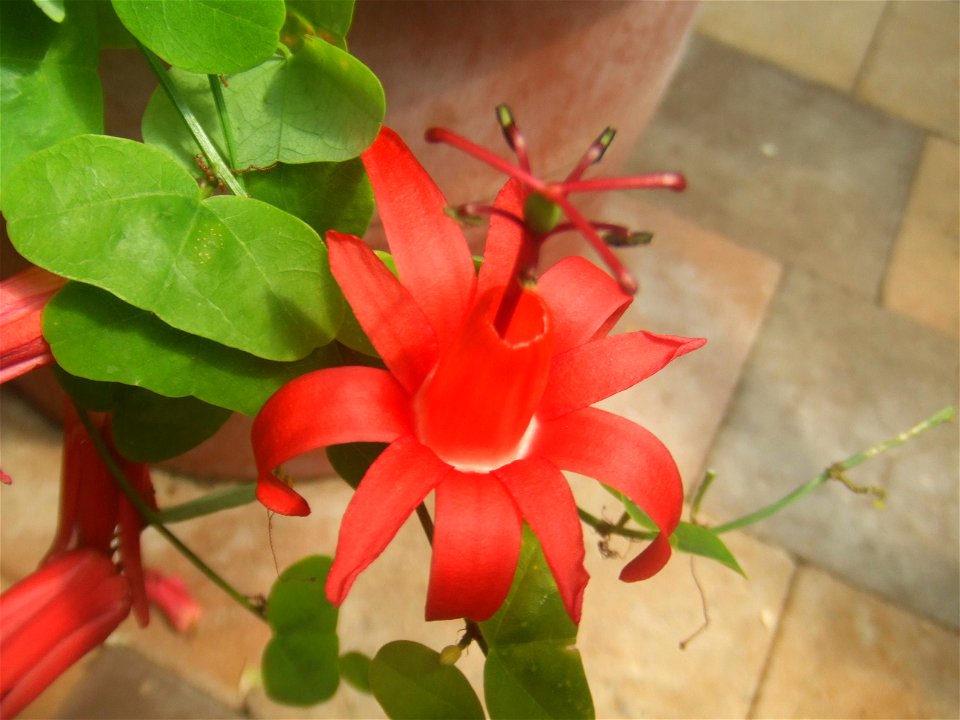 Passiflora murucuja, picture taken at Passiflorahoeve in Harskamp, The Netherlands