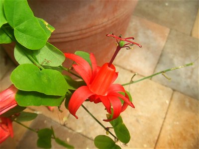 Passiflora murucuja, picture taken at Passiflorahoeve in Harskamp, The Netherlands