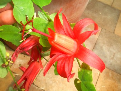Passiflora murucuja, picture taken at Passiflorahoeve in Harskamp, The Netherlands