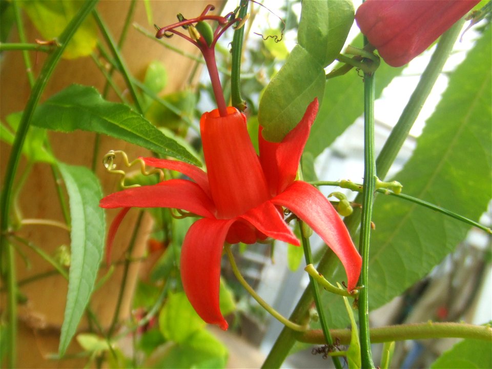 Passiflora murucuja, picture taken at Passiflorahoeve in Harskamp, The Netherlands