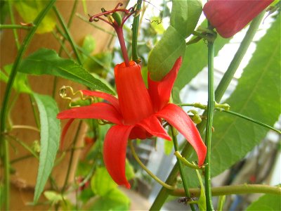 Passiflora murucuja, picture taken at Passiflorahoeve in Harskamp, The Netherlands