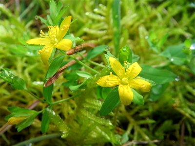 Niederliegendes Johanniskraut (Hypericum humifusum) im Schwetzinger Hardt