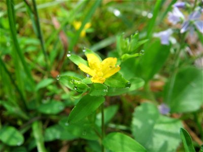 Niederliegendes Johanniskraut (Hypericum humifusum) im Schwetzinger Hardt