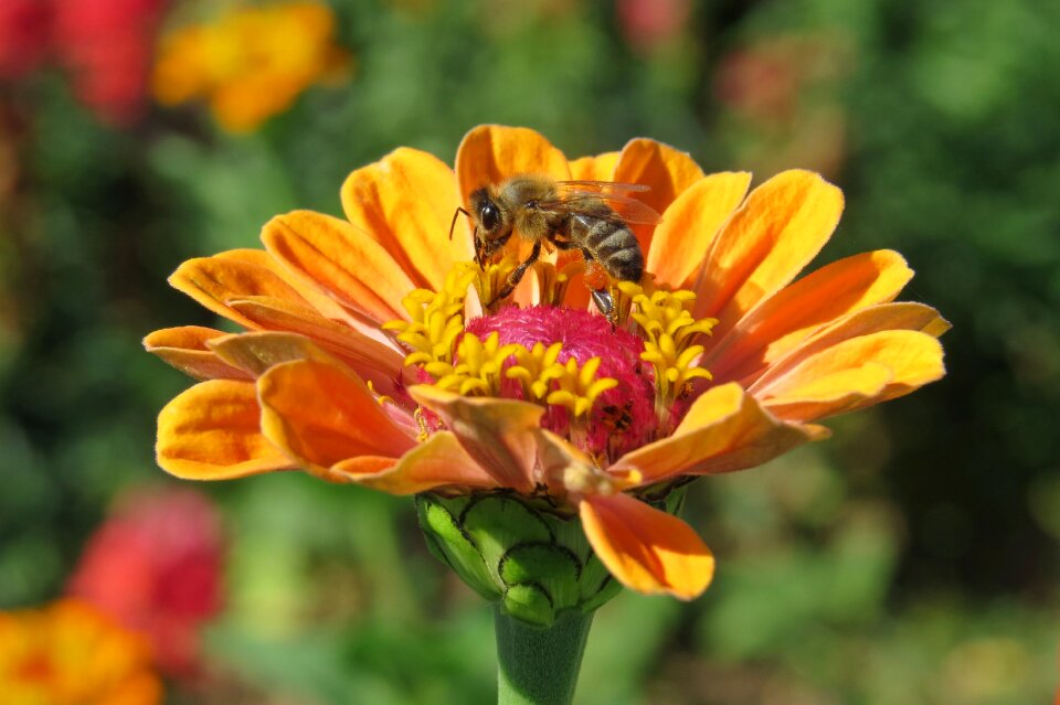 Bee insect close up photo