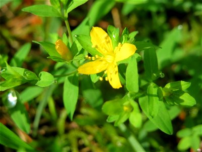 Niederliegendes Johanniskraut (Hypericum humifusum) im Schwetzinger Hardt