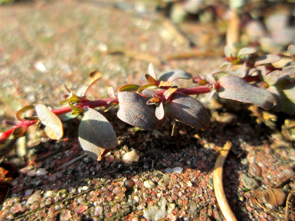 Ritzenbotanik: Niederliegendes Johanniskraut (Hypericum humifusum) auf Pflasterstein in Hockenheim