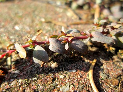 Ritzenbotanik: Niederliegendes Johanniskraut (Hypericum humifusum) auf Pflasterstein in Hockenheim