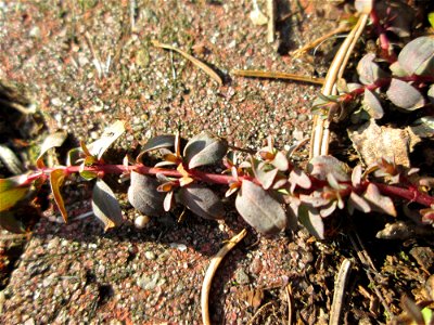 Ritzenbotanik: Niederliegendes Johanniskraut (Hypericum humifusum) auf Pflasterstein in Hockenheim