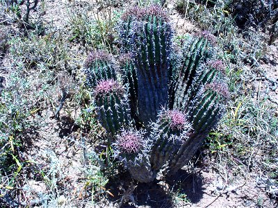 Star euphorbia