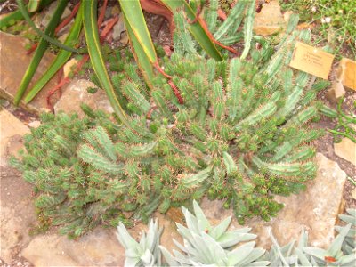 Euphorbia stellispina specimen in the National Botanic Garden of Belgium, Meise, just north of Brussels, Belgium.