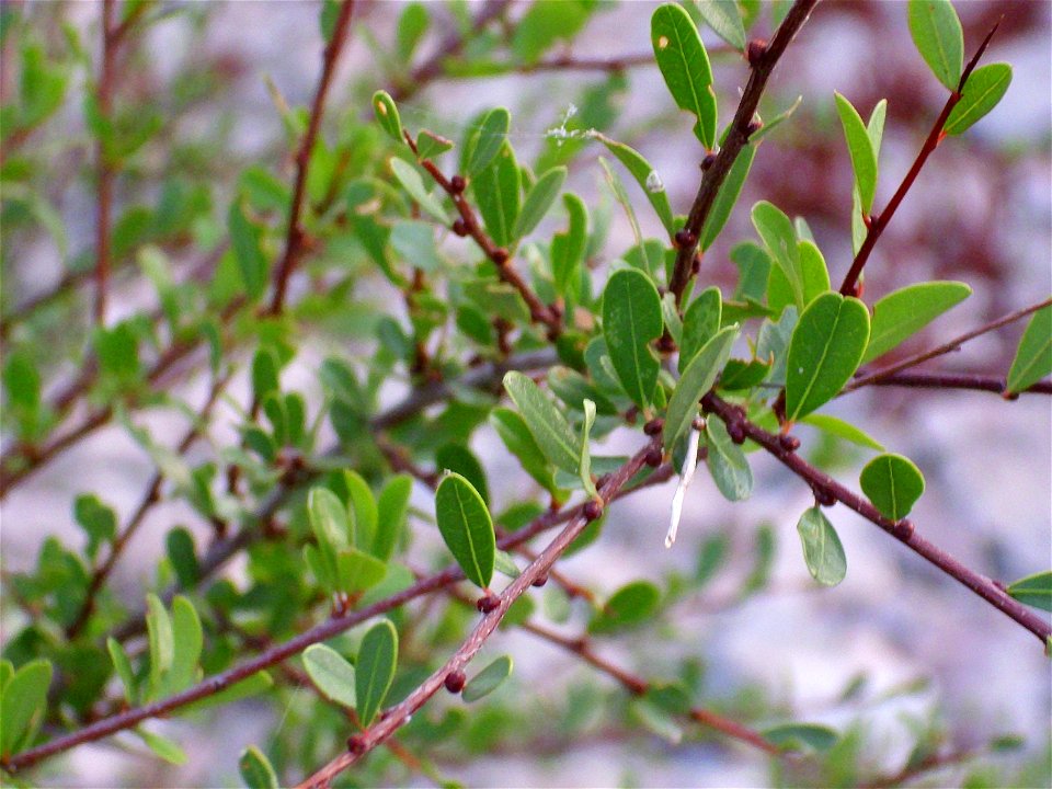 Flueggea tinctoria stem and leaves, Río Fresnedas, Spain