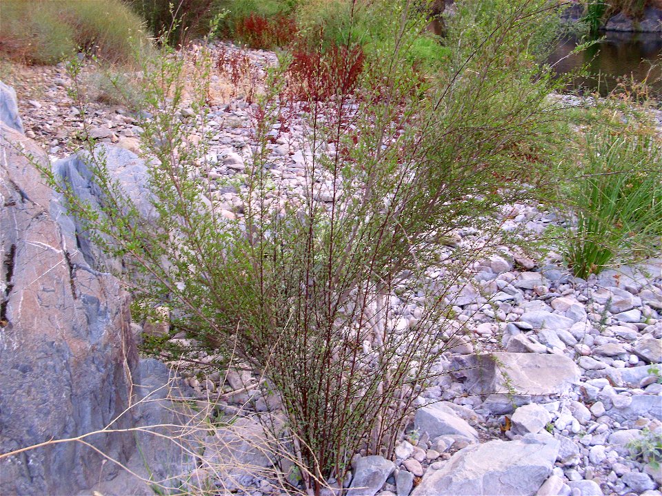 Flueggea tinctoria habitat, Río Fresnedas, Spain